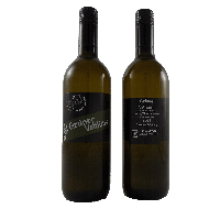Grüner Veltliner 2023